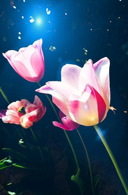Free download Tulips Fantasy Harmony -  free photo or picture to be edited with GIMP online image editor