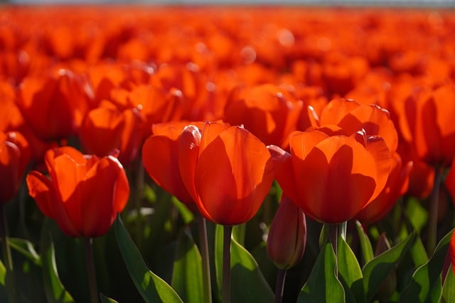 Free download tulips farm skagit valley spring free picture to be edited with GIMP free online image editor
