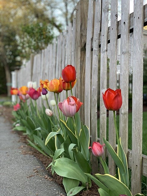 Free download Tulips Fence Flowers -  free photo or picture to be edited with GIMP online image editor