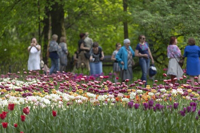Muat turun percuma Tulips Festival Spb - foto atau gambar percuma untuk diedit dengan editor imej dalam talian GIMP