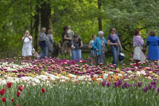 Free download Tulips Festival Spb -  free photo or picture to be edited with GIMP online image editor