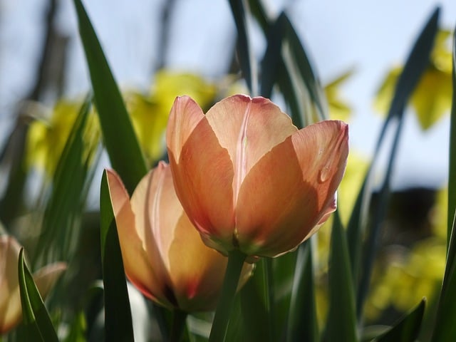 Free download tulips flora shining spring salmon free picture to be edited with GIMP free online image editor