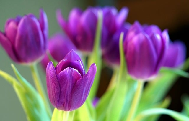 Free download tulips flower blossom bloom spring free picture to be edited with GIMP free online image editor