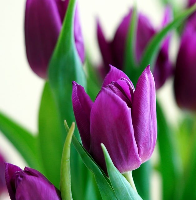 Free download tulips flower blossom bloom violet free picture to be edited with GIMP free online image editor
