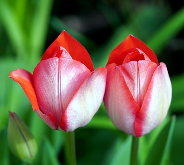 Free download tulips flower blossom nature flora free picture to be edited with GIMP free online image editor