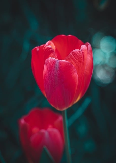 Free download tulips flower blossom red love free picture to be edited with GIMP free online image editor