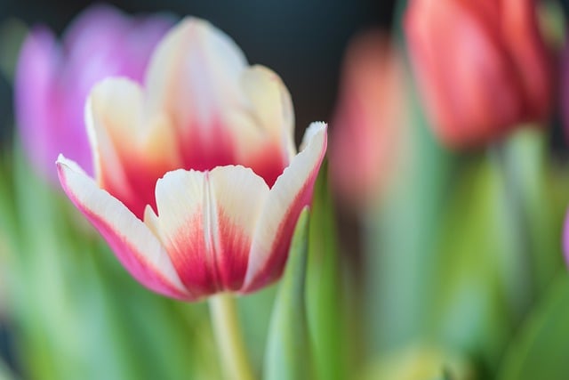 Free download tulips flower bunch of flowers free picture to be edited with GIMP free online image editor