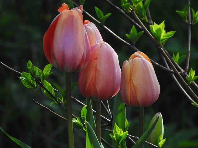 Muat turun percuma Tulips Flower Flowers - foto atau gambar percuma untuk diedit dengan editor imej dalam talian GIMP