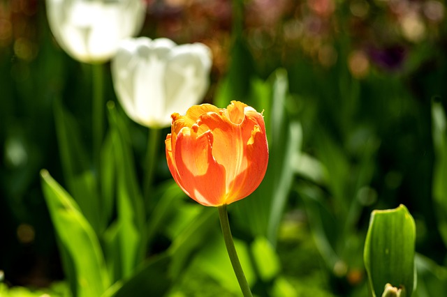 Free download tulips flower garden orange white free picture to be edited with GIMP free online image editor