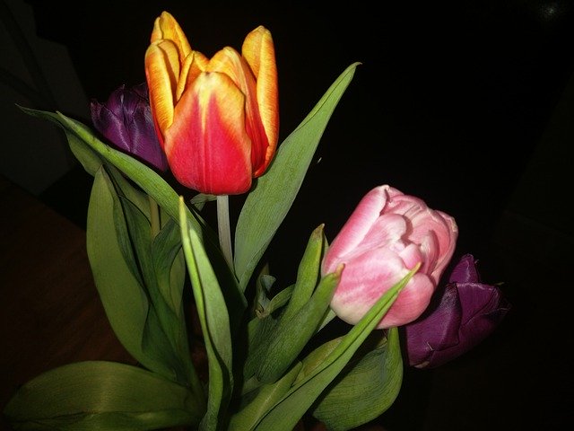 Descarga gratuita Tulips Flower Holland - foto o imagen gratuita para editar con el editor de imágenes en línea GIMP