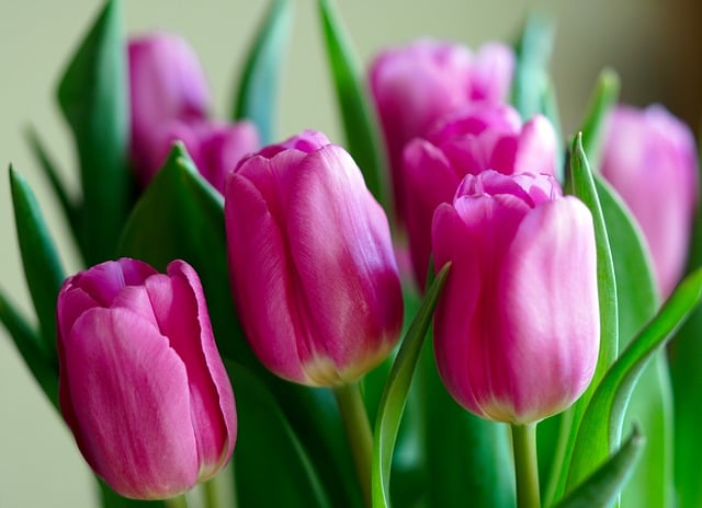 Free download tulips flower petals blossom bloom free picture to be edited with GIMP free online image editor