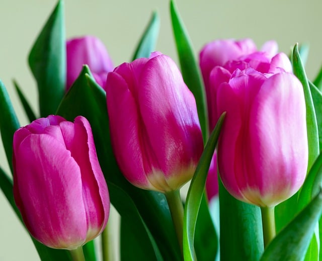 Free download tulips flower petals purple free picture to be edited with GIMP free online image editor
