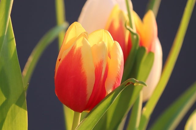 Free download tulips flower plants bud free picture to be edited with GIMP free online image editor