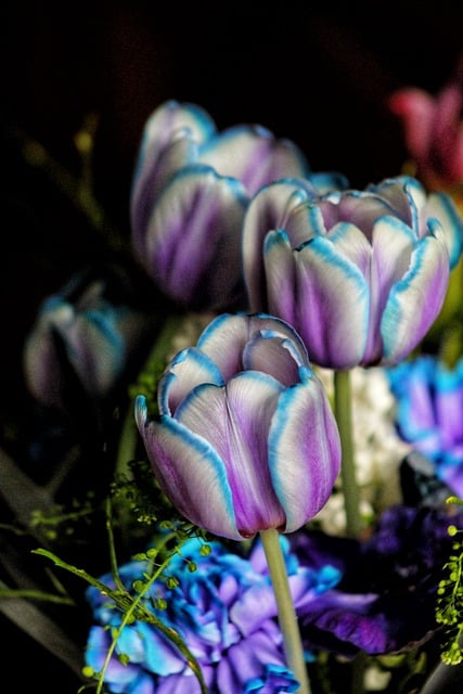 Free download tulips flowers bloom flora free picture to be edited with GIMP free online image editor