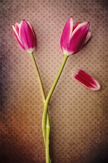 Free download tulips flowers blooms pink free picture to be edited with GIMP free online image editor