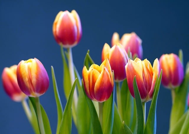 Free download tulips flowers blossom bloom flora free picture to be edited with GIMP free online image editor