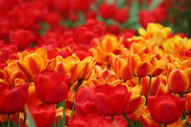 Free download tulips flowers blossoms nature free picture to be edited with GIMP free online image editor