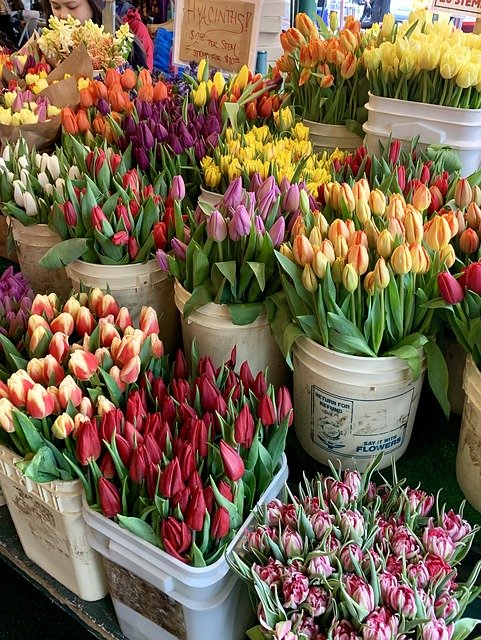 Free download Tulips Flowers Bouquets -  free photo or picture to be edited with GIMP online image editor