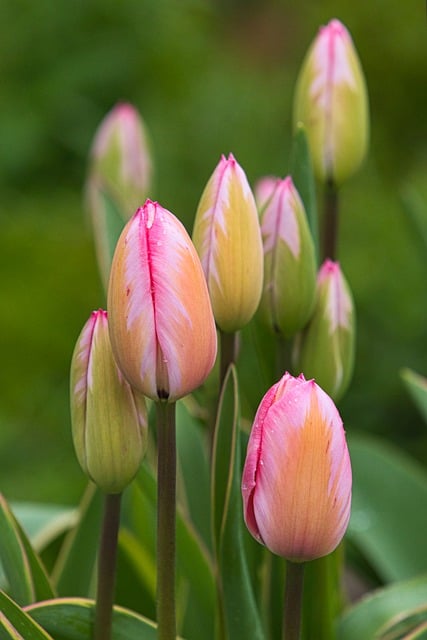 Free download tulips flowers buds garden flora free picture to be edited with GIMP free online image editor