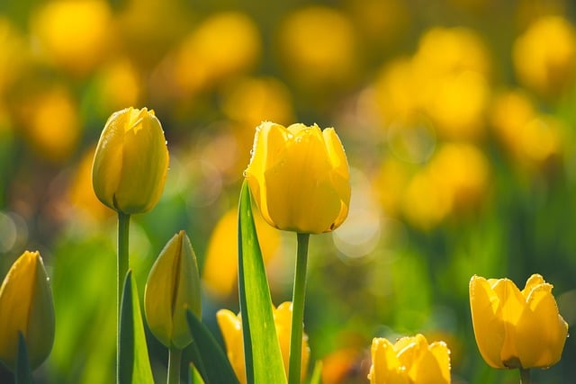 Free download tulips flowers bulbs spring bloom free picture to be edited with GIMP free online image editor