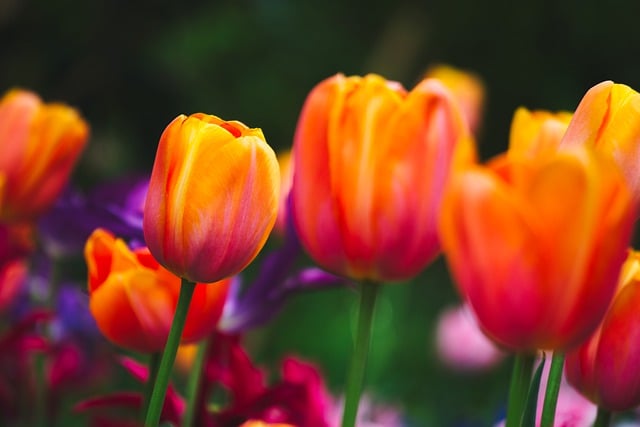 Free download tulips flowers field meadow flora free picture to be edited with GIMP free online image editor