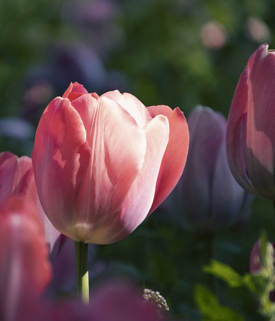Free download tulips flowers garden bloom flora free picture to be edited with GIMP free online image editor