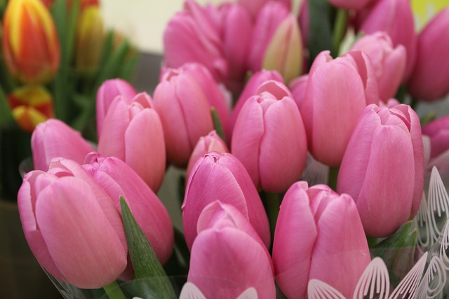 Free download tulips flowers march 8 garden free picture to be edited with GIMP free online image editor