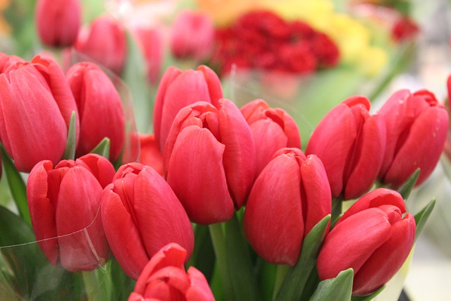 Free download tulips flowers march 8 garden red free picture to be edited with GIMP free online image editor