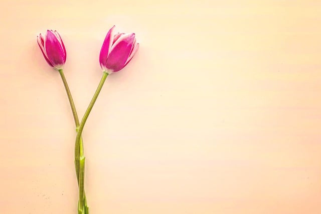 Free download tulips flowers pink copy space free picture to be edited with GIMP free online image editor