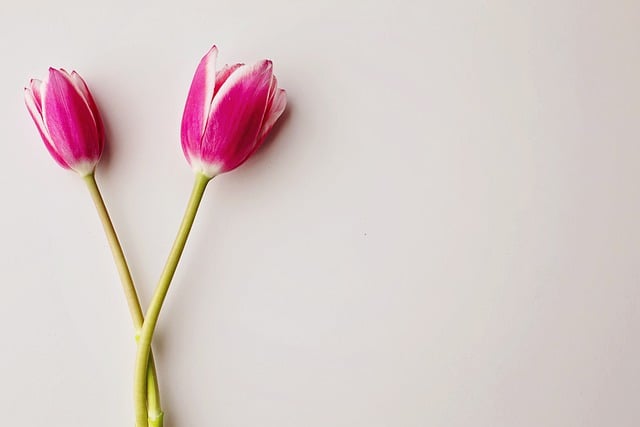 Free download tulips flowers pink petals free picture to be edited with GIMP free online image editor