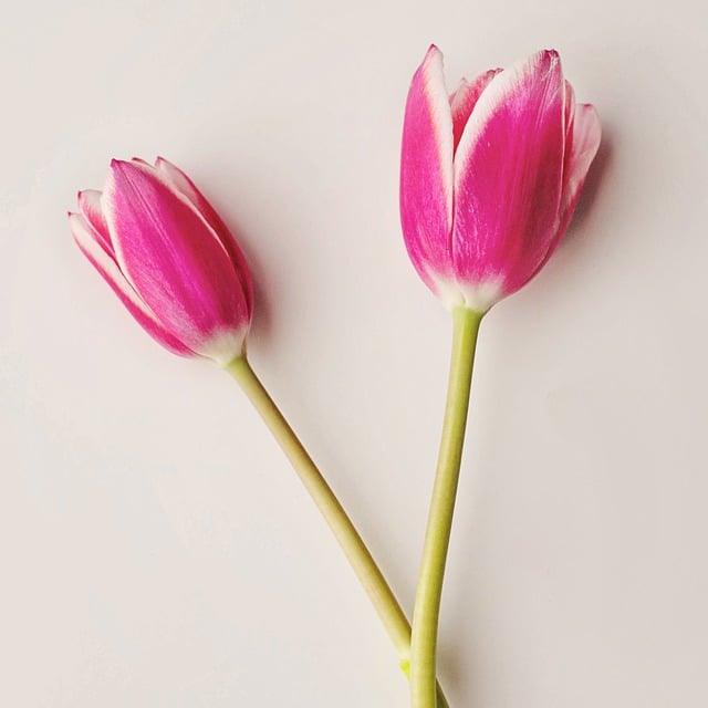 Free download tulips flowers pink square spring free picture to be edited with GIMP free online image editor