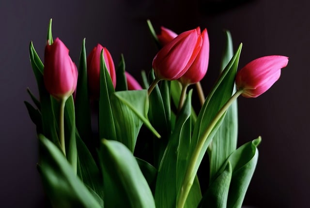 Free download tulips flowers pink tulips free picture to be edited with GIMP free online image editor