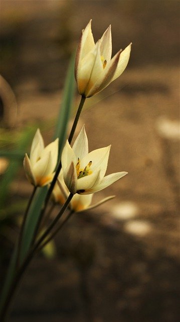 Free graphic tulips flowers plant petals to be edited by GIMP free image editor by OffiDocs