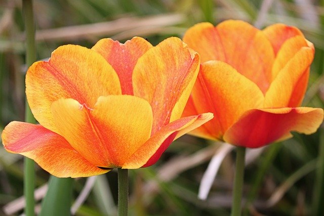 Kostenloser Download von Tulpen, Blumen, Pflanzen, Blütenblättern, Feld, kostenloses Bild, das mit dem kostenlosen Online-Bildbearbeitungsprogramm GIMP bearbeitet werden kann