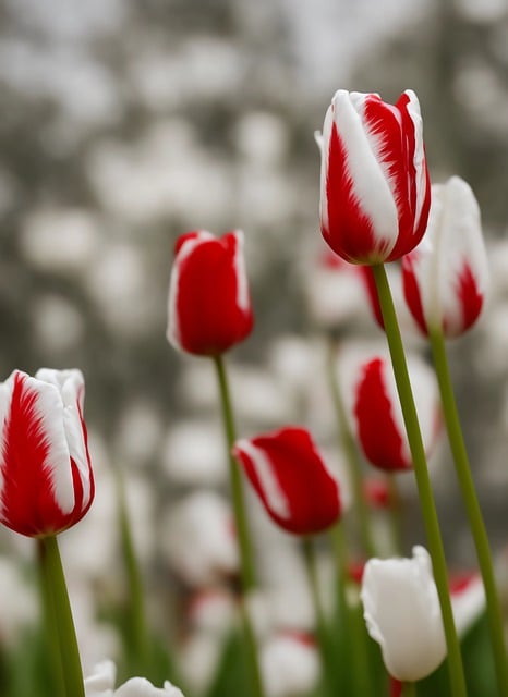 Libreng pag-download ng mga bulaklak ng tulips ay nagtatanim ng mga pulang tulips na libreng larawan na ie-edit gamit ang GIMP na libreng online na editor ng imahe