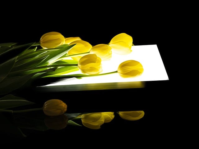 Free download tulips flowers plants free picture to be edited with GIMP free online image editor
