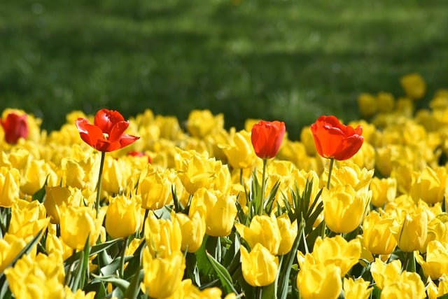 Free download tulips flowers plants field garden free picture to be edited with GIMP free online image editor