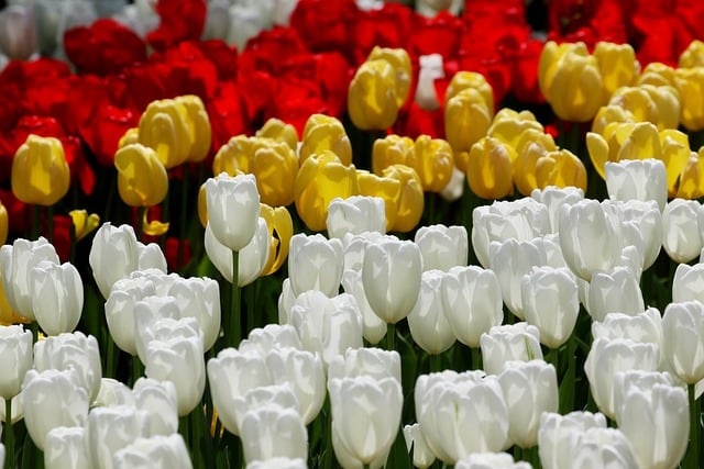 Free download tulips flowers plants garden free picture to be edited with GIMP free online image editor