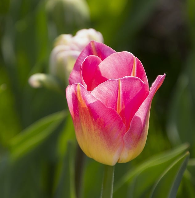 Free download tulips flowers plants garden bloom free picture to be edited with GIMP free online image editor