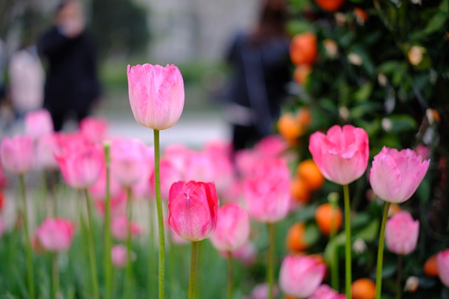 Free download tulips flowers plants petals free picture to be edited with GIMP free online image editor