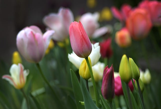 Free download tulips flowers plants petals buds free picture to be edited with GIMP free online image editor