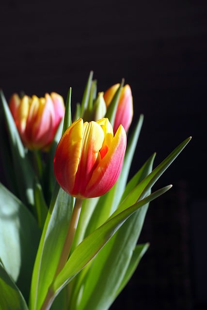 Free download tulips flower spring blossom bloom free picture to be edited with GIMP free online image editor