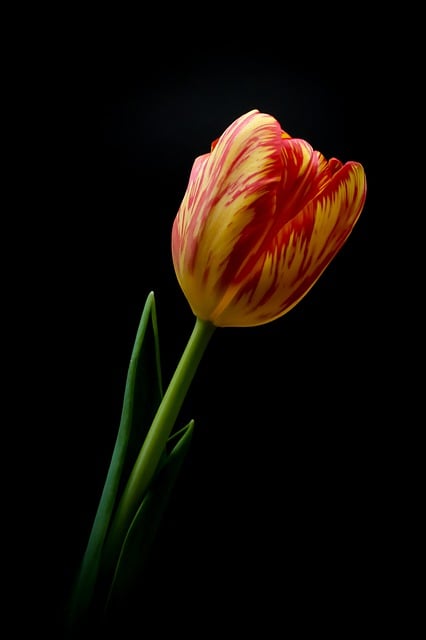 Free download tulips flower spring spring flowers free picture to be edited with GIMP free online image editor
