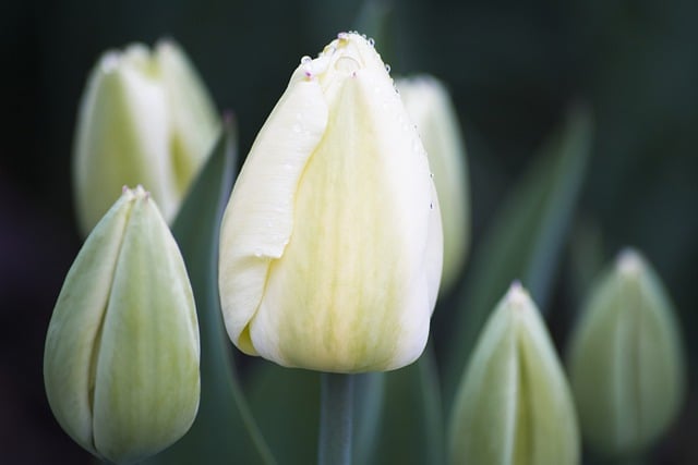 Free download tulips flower spring white flowers free picture to be edited with GIMP free online image editor