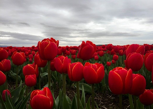 دانلود رایگان Tulips Flowers Red Mt - عکس یا تصویر رایگان قابل ویرایش با ویرایشگر تصویر آنلاین GIMP