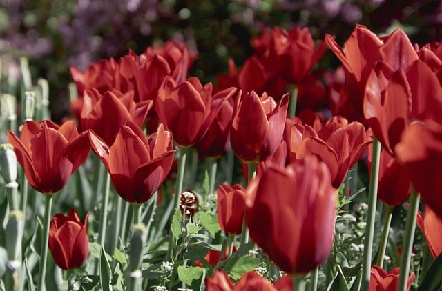 Free download tulips flowers red tulips free picture to be edited with GIMP free online image editor