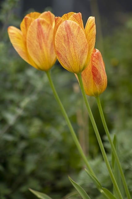 Free download Tulips Flowers Spring -  free photo or picture to be edited with GIMP online image editor