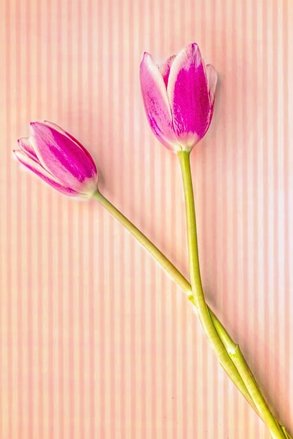 Free download tulips flowers spring blooms pink free picture to be edited with GIMP free online image editor