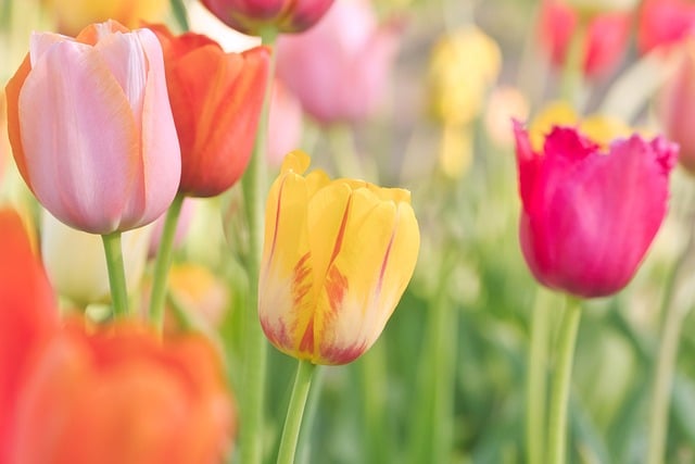 Free download tulips flowers spring flora garden free picture to be edited with GIMP free online image editor