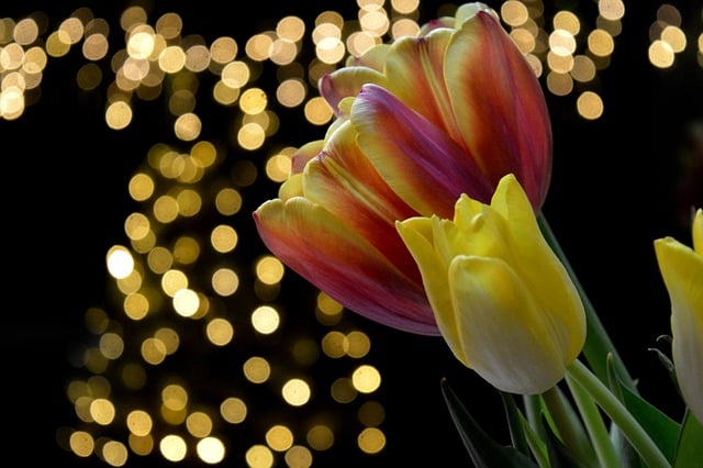Free download tulips flowers spring flower free picture to be edited with GIMP free online image editor